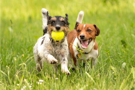 The Dog Stop DW Client Spotlight resized