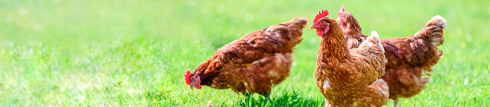 Poultry Farm Lending 